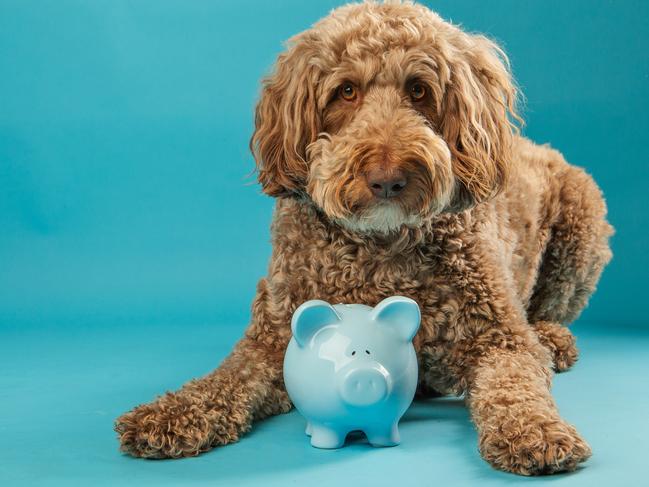 Large soft dog laying with piggy bank on blue studio background