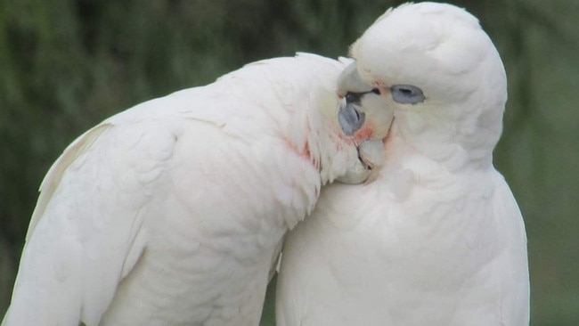 Little corellas love urban areas with open sight lines, so they can watch for predators.