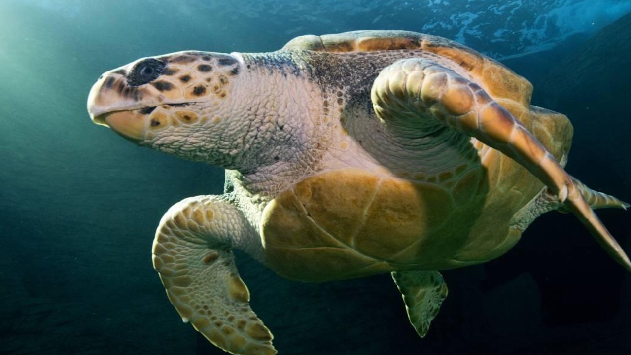 Yoshi is a loggerhead turtle, a species of endangered sea turtle. Picture: Two Oceans Aquarium