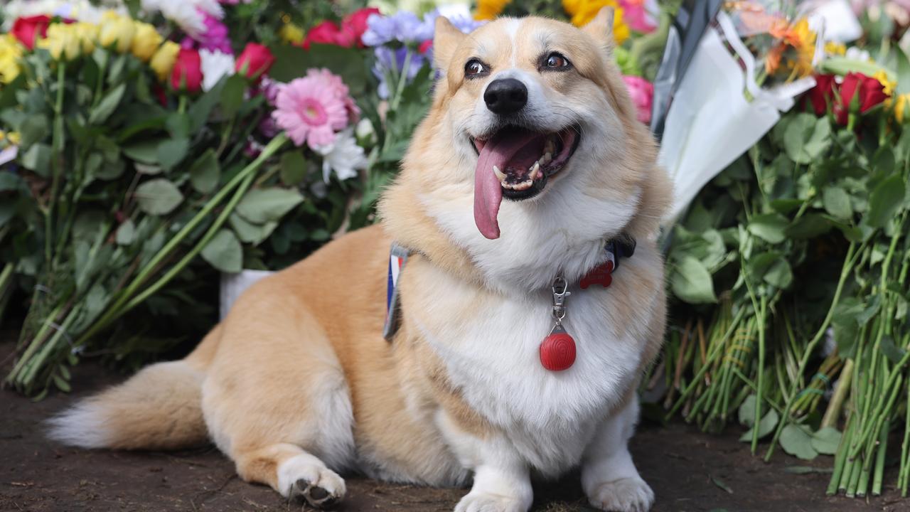 One of the Queen’s favourite dog breeds, a Corgi, sits among her tributes outside Buckingham Palace. Picture: Neil P. Mockford / Getty Images