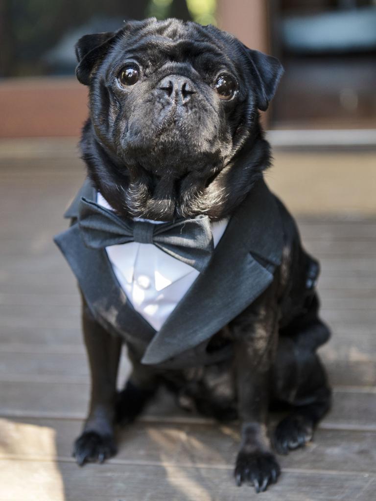 Pug clearance wedding outfit