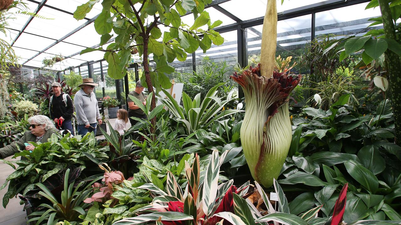 Bye bye blooming Betsy: Geelong’s corpse flower closing