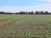 Barley holds firm, driven by feed demand