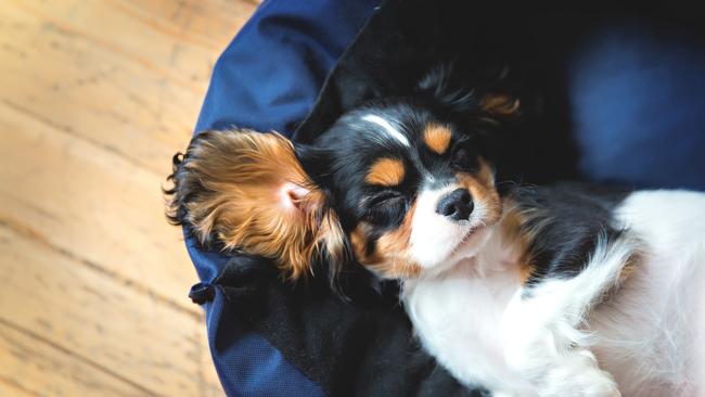 Tenants will have more rights when it comes to pets in rental properties. Picture: Istock