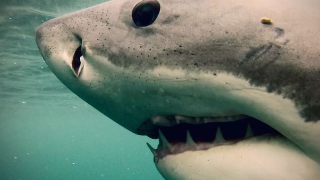 Ocean Guardian shared this image on its social media and said the black dots on the shark’s snout are the sensors they disrupt.