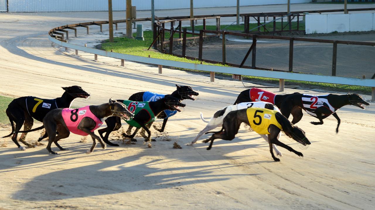 Live baiting scandal puts greyhound industry in a tight box | The ...