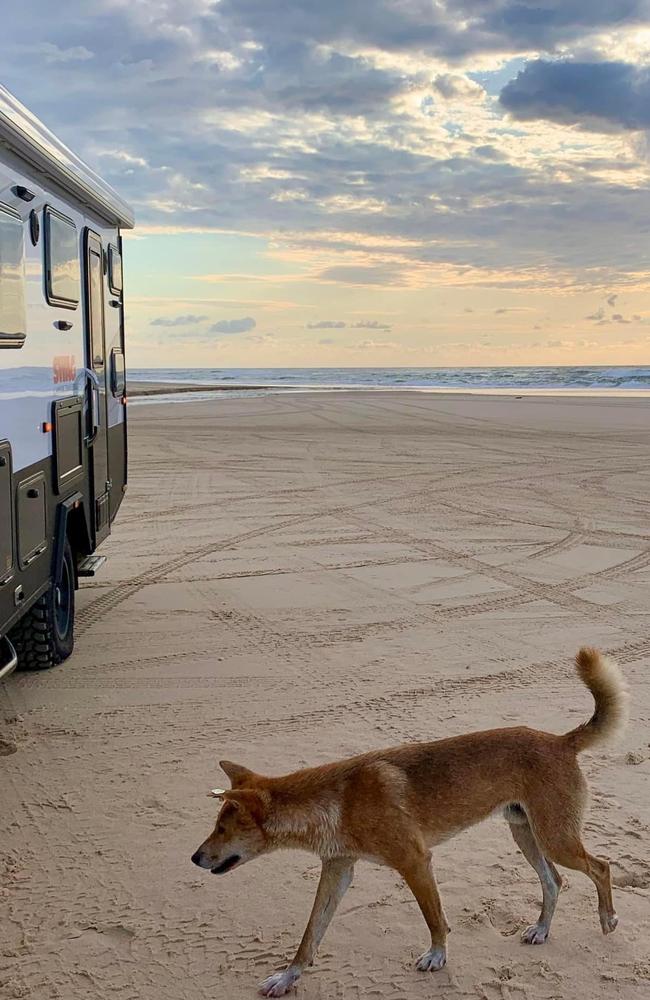 Robert Soper captured a photo of a dingo on Fraser Island.