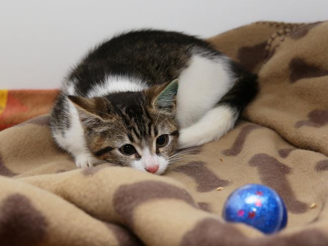 The RSPCA Care Centre at Rouse Hill needs bedding for their many animals.