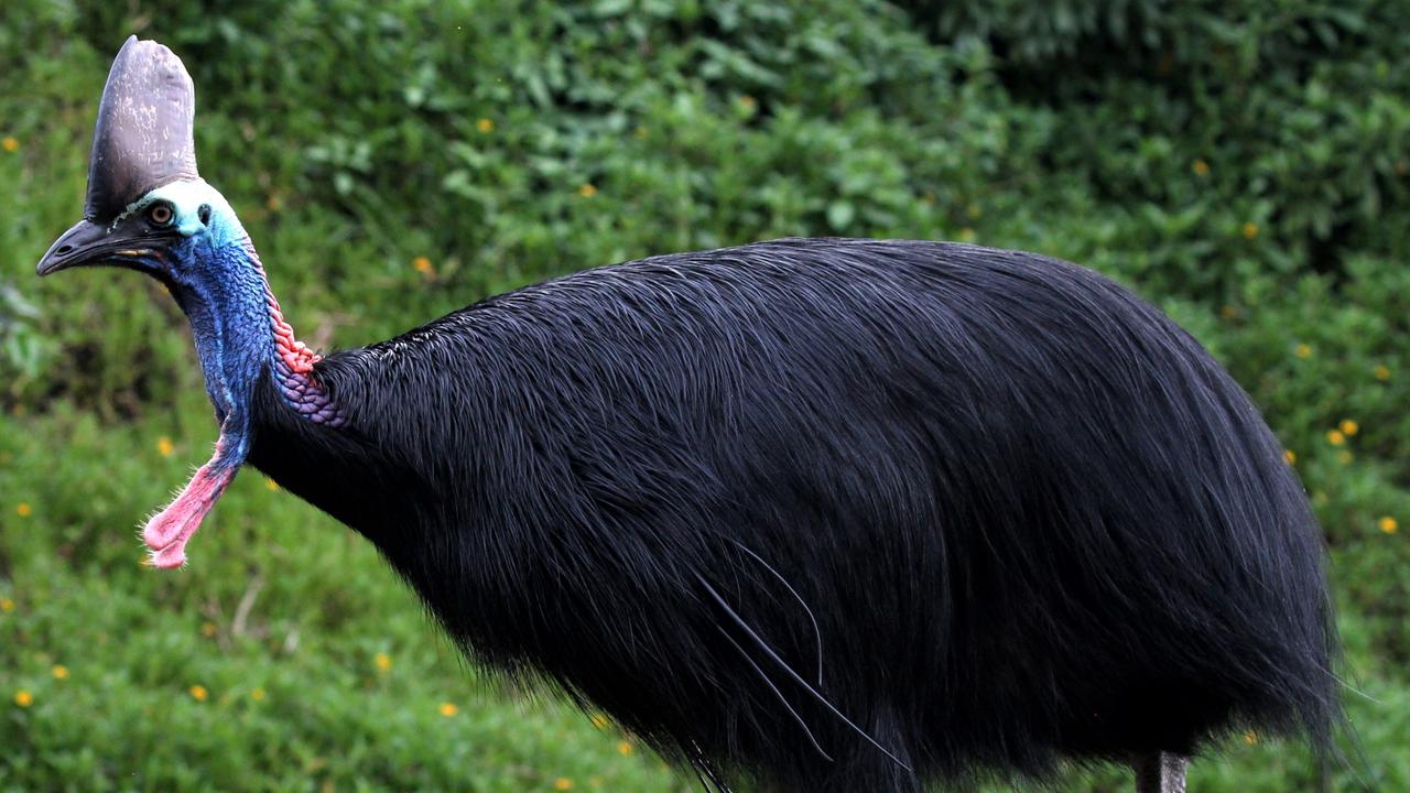 Mission Beach cassowary deaths could be reduced with more data | The ...