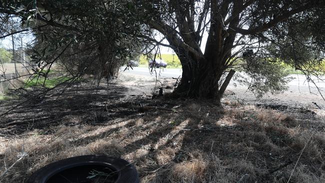 A burnt tree is all that remains at the site of the crash. Picture Dean Martin