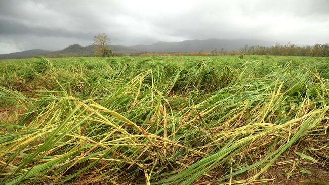 Sugar cane crops laid waste between Proserpine and Airlie Beach this week.