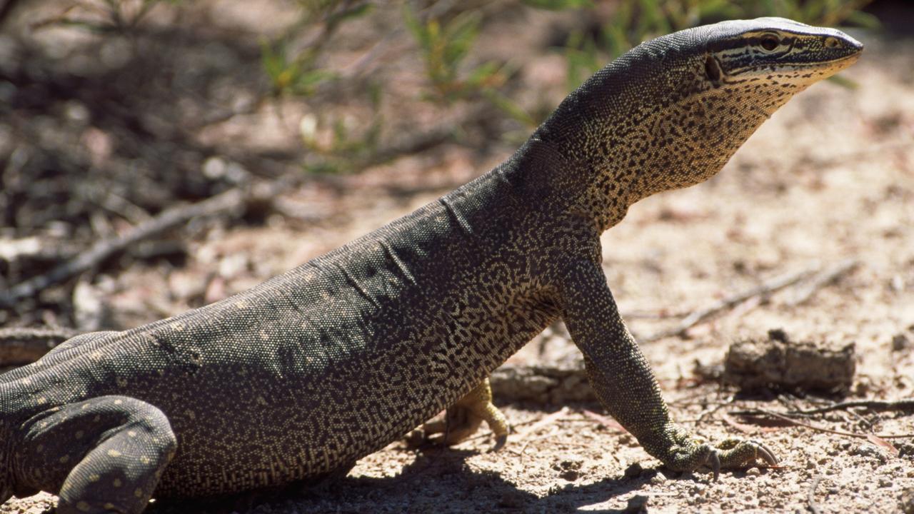 Goannas are protected species throughout Australia.