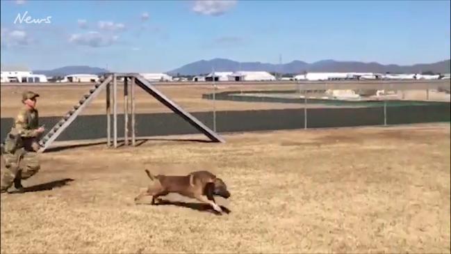 RAAF military working dog