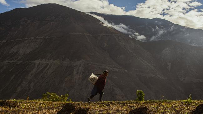 Vineyards in Shangri-La, Yunnan province.