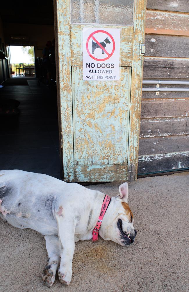 Is it a country pub without a pub dog? Pictured at the Quamby Pub is the publicans’ dog Izzy. Picture: Scott Radford-Chisholm