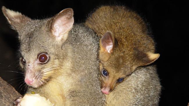 Possums trapped and relocated by homeowners could be to blame for the flesh-eating Buruli ulcer spreading from coastal areas into Melbourne. Picture: Supplied