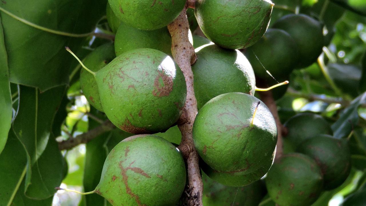 The Australian Macadamias Society will use a $58,620 grant on a project to improve microclimate monitoring and digital data for decision making in the macadamia industry.