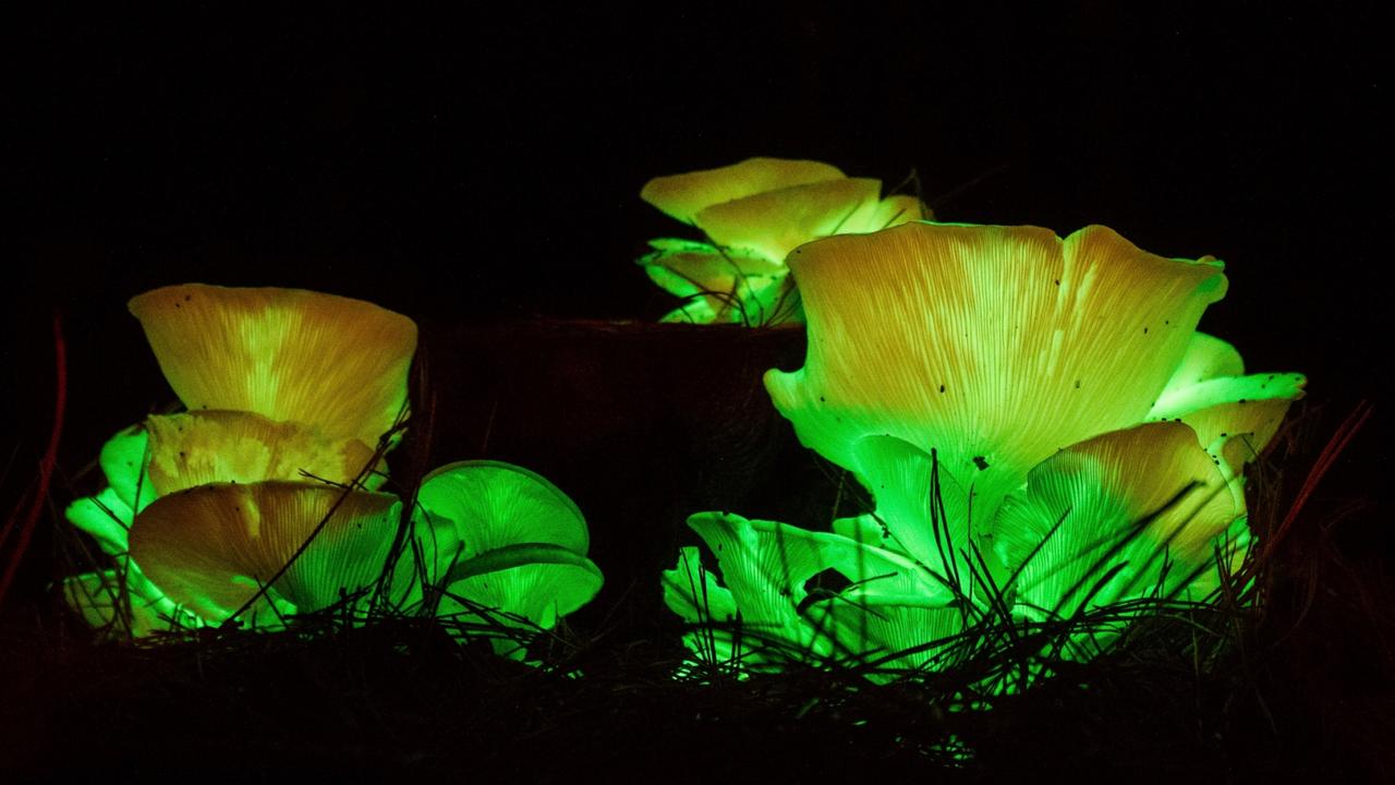 Glow up Bioluminescent Mushrooms Socks