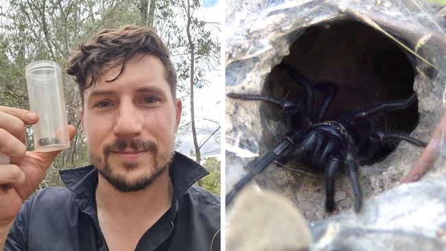 Aussie scientists find 40 new spider species