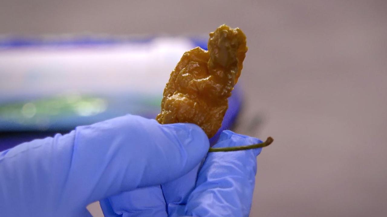 This is Pepper X, the world's hottest chilli.