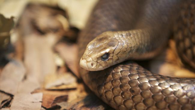 An eastern brown snake. Picture: istock