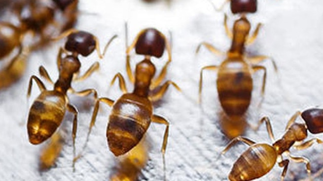 Fire ants have spread from Queensland south and were recently found at Charlie Buckler playing fields in Redland Bay. Picture: Archives