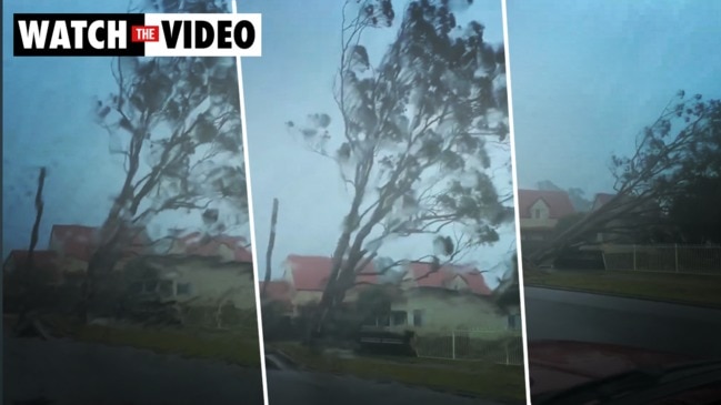 A large trees falls as gusty winds wreak havoc in Sussex Inlet