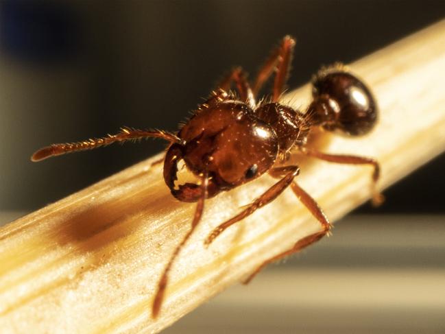 Fire ants are dark reddish-brown with a darker black-brown abdomen and are from two to six millimetres long. Residents and businesses should report any sign of fire ants to the NSW DPI on 1800 680 244