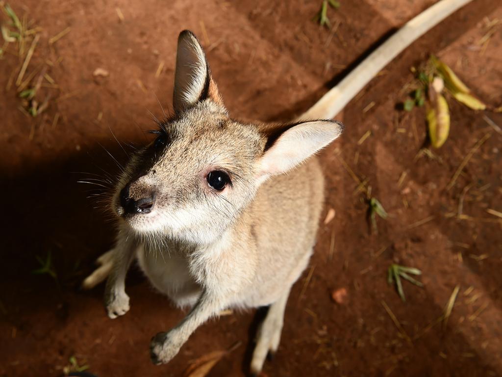 2015: Eleven month old Wallaby Sweetie is being rehabilitated by Top Didj cultural tours after her mum was hit by a car and killed