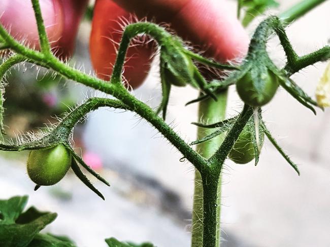 This photo of my tomato tree showcases my Don Burke-esque skills and the power of the Galaxy S8 Camera.