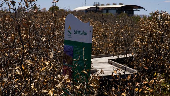 St Kilda mangroves along the boardwalk are dead and dying. Picture: Alex Mausolf