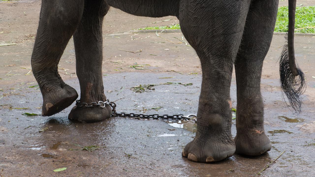 Only an estimated 30 per cent of elephant venues are genuine sanctuaries. Picture: World Animal Protection