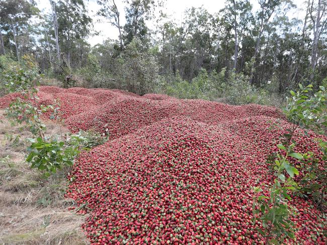 Dumped strawberries.