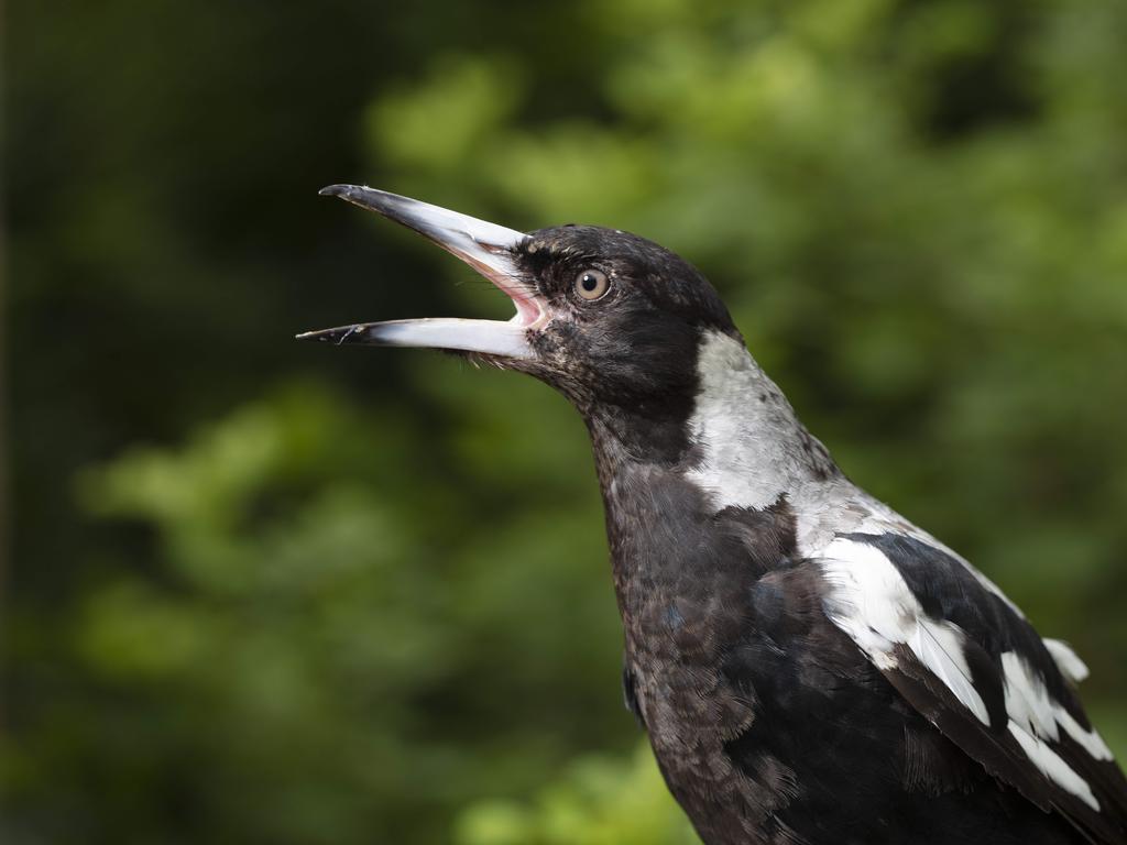 Only male magpies swoop when they perceive a risk to their chicks or nests. Picture: Russell Shakespeare