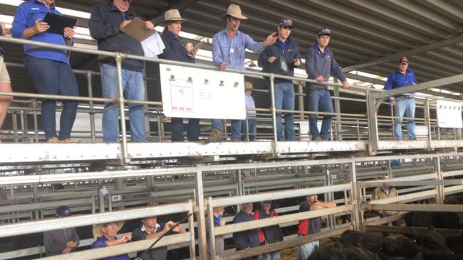Breeding cattle were in high demand at Wodonga with extra competition for heifers and cows and calves. Picture: File