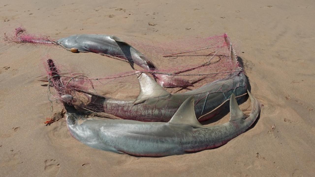 NT Fisheries is investigating three Dwarf Sawfish tangled in fishing netting on Dundee Beach. Picture: Facebook / NT Fisheries