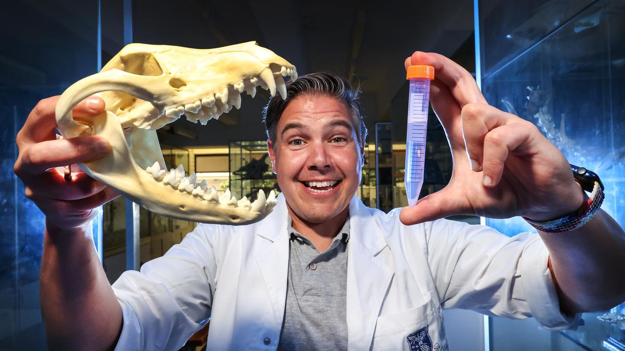 Professor Andrew Pask is launching a project to bring the Tassie Tiger back to life. Involves the surrogate uterus of another animal. Professor Pask holds a skull of a Tasmanian tiger and a test tube containing DNA. Picture: David Caird