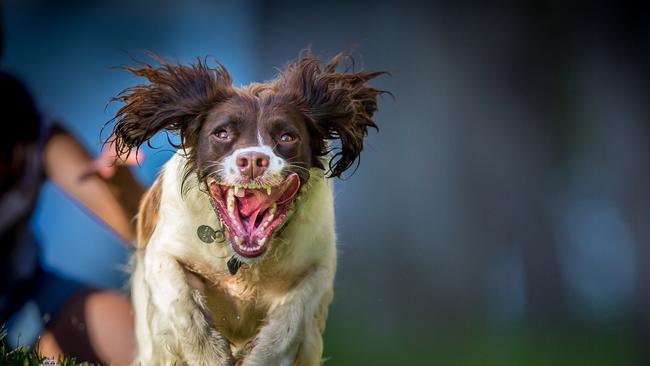 DDD Hayley has retired after 9 years in the NSW Police Force. Based in Coffs Harbour, the drug detection dog travelled across the state busting crims and gathering a cult-following along the way.