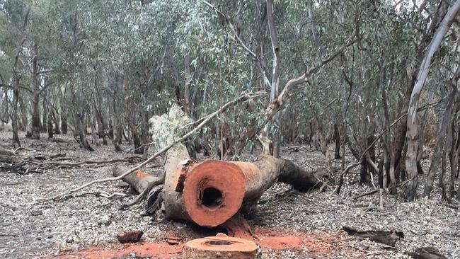 Illegal activities, such as timber cutting, are on the rise, as Parks Victoria dumps its four key enforcement officers and prepares to cut another 100 staff in the new year.