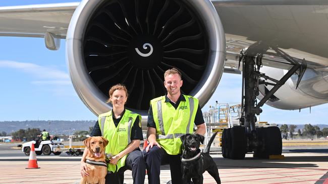 Australian Border Force Detector dogs at work in Adelaide Airport. Detector dog handlers Jacqui with Lynch (golden) and Chad with Caris (black) Picture: Keryn Stevens