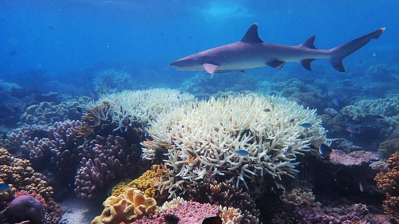 Scientists found mass coral bleaching — obvious here with the white coral in the centre — happened this summer on the Great Barrier Reef. Picture: AFP/James Cook University