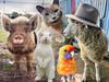 Victorians‘ staggering spend on pets revealed