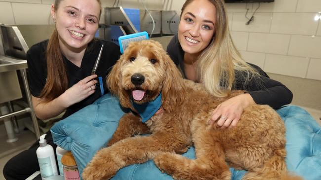 Fur stylist Laura Smith with Hank the ‘Groodle’ and owner Heidi Sparavec. Picture: Mike Batterham