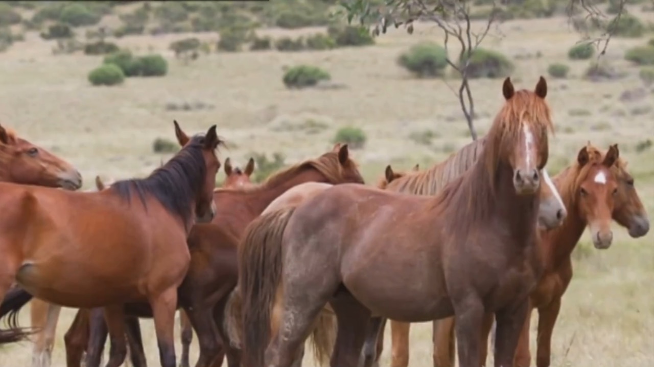 Kosciuszko brumby population up by more than 30 per cent