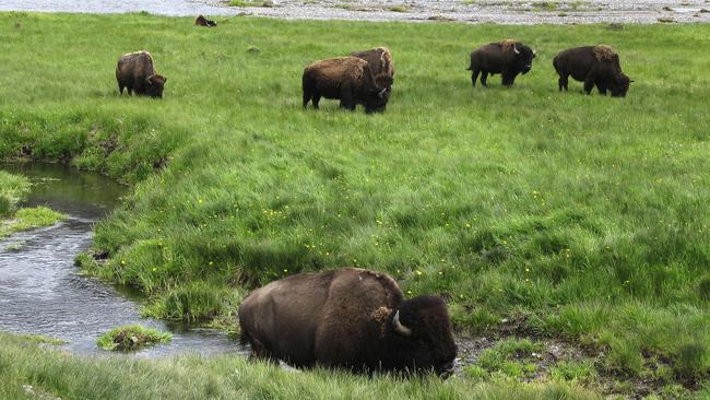 FILE - In this June 19, 2014, file photo, bison graze near a stream in Yellowstone National Park in Wyoming. For the second time in three weeks, a bison has seriously injured a tourist in Yellowstone National Park. Park officials say injuries to the 62-year-old Australian aren't life-threatening though the bison tossed him several times into the air Tuesday morning, June 2, 2015. (AP Photo/Robert Graves, File)