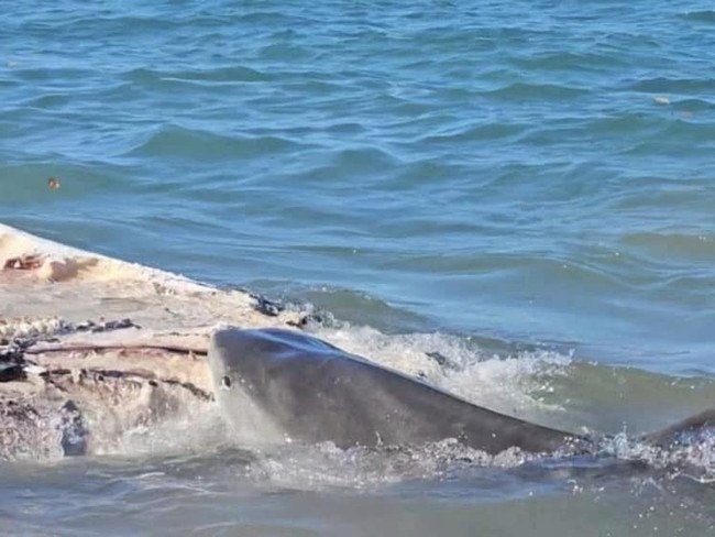 A tiger shark feasts on a dead whale carcass on a beach near Sarina, 30 minutes south of Mackay, on Saturday August 24, 2024. Photo: Contributed