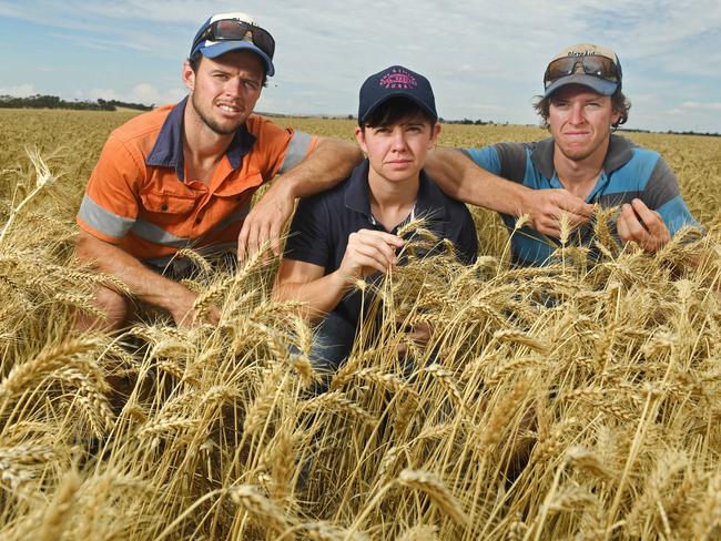 ANXIOUS: Strikers women’s captain Tegan McPharlin with brothers Todd and Jason in a damaged crop on their Balaklava farm. Picture: Tom Huntley