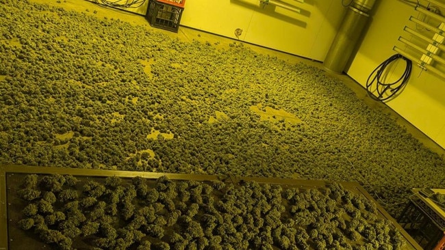 Police found 30kg of dry cannabis at a house in Edwardstown. Picture: SAPOL