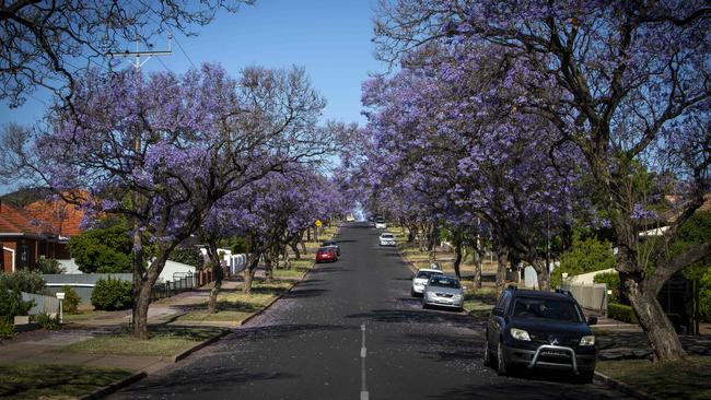 Jacaranda Trees spring into purple bloom on Manuel Ave, Blair Athol. Blair Athol houses were found to be “overvalued” in the report. Picture Emma Brasier.