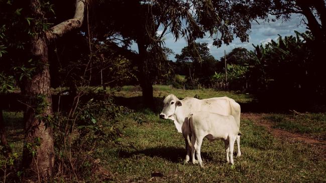 A Brazilian pasture holds a potential fortune on the hoof. Picture: Fábio Setti for WSJ